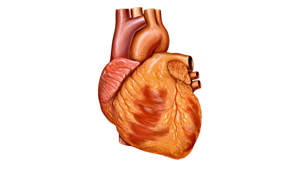 'अच्छे' Cholesterol का स्तर ज्यादा होना हृदय रोग के जोखिम में कमी की गारंटी नहीं