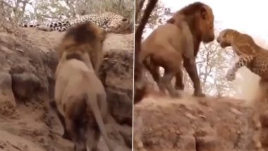 घात लगाए बैठा था शेर, मौका पाते ही किया तेंदुए पर जानलेवा अटैक, लेकिन फिर जो हुआ… (Watch Viral Video)