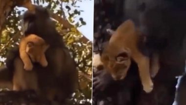 Viral Video: शेर के बच्चे को बंदर ने किया किडनैप, गोद में लेकर इधर-उधर भागता आया नजर
