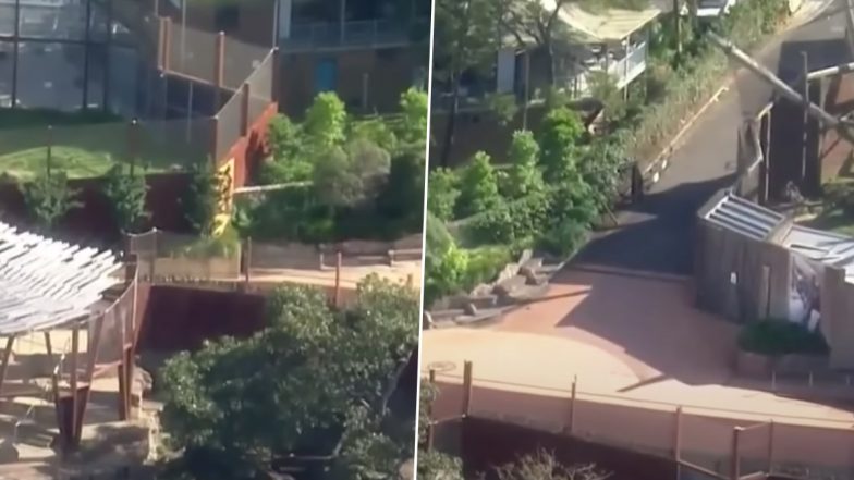 Taronga Zoo में अपने बाड़े से भागे शेरों ने मचाई दहशत, जान बचाने में जुटे लोग- Video