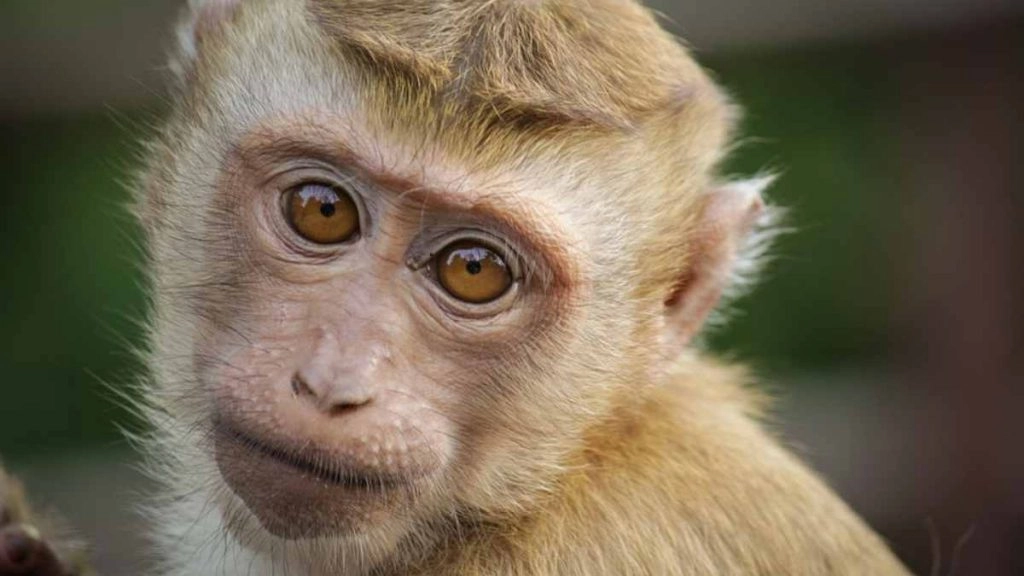 शरारती बंदर का कारनामा! जानवर ने की बाली में पूर्व मिस पेरू Paula Manzanal के टॉप को खींचने की कोशिश