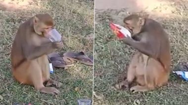 Monkey Viral Video: चखने में चिप्स, हाथ में पैग लेकर अकेले ही पार्टी करता दिखा बंदर, लोगों के होश उड़ा रहा है यह वीडियो