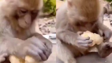 Monkey Viral Video: शख्स ने अदरक किया ऑफर तो बंदरों ने कुछ इस तरह से किया रिएक्ट, देखें मजेदार वीडियो