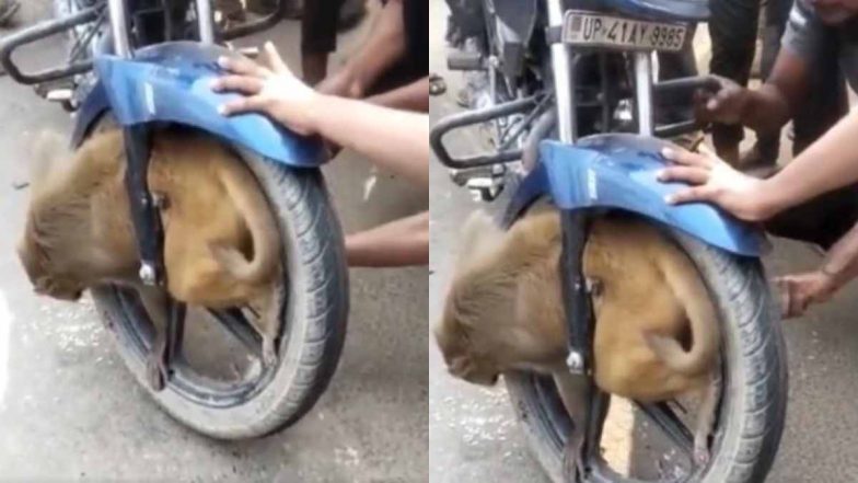 Uttar Pradesh: बाराबंकी में बाइक के टायर में फंसा बंदर, स्थानीय लोगों ने ऐसे बचाई जान (Watch Viral Video)