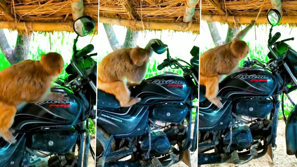Monkey Viral Video: बाइक के शीशे में अपनी ही शक्ल देखकर पगलाया बंदर ...