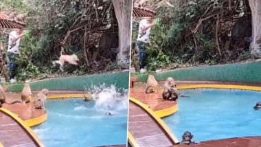 कई नन्हे बंदरों ने एक-एक कर स्विमिंग पूल में लगाई छलांग, मस्ती भरे अंदाज में नहाने का जमकर उठाया लुत्फ (Watch Viral Video)