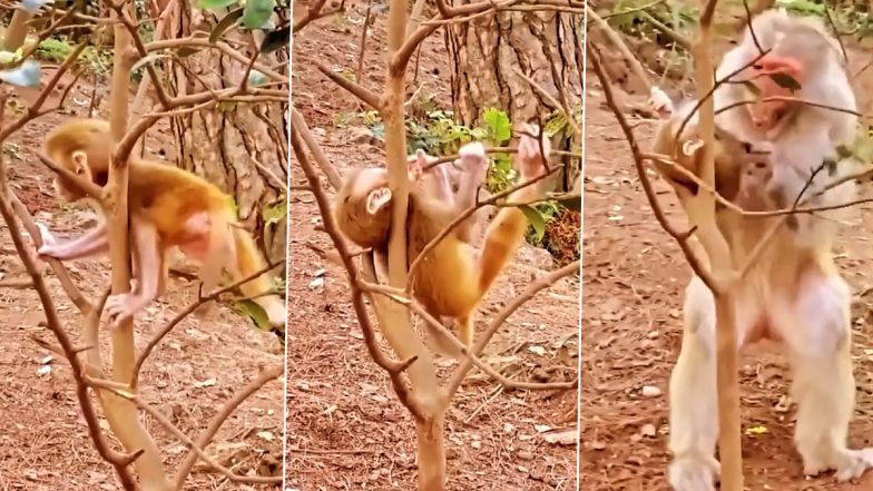 Monkey Viral Video: पेड़ की डाल में फंसी नन्हे बंदर की गर्दन को परेशान हुआ मां, देखें कैसे बचाई अपने बच्चे की जान