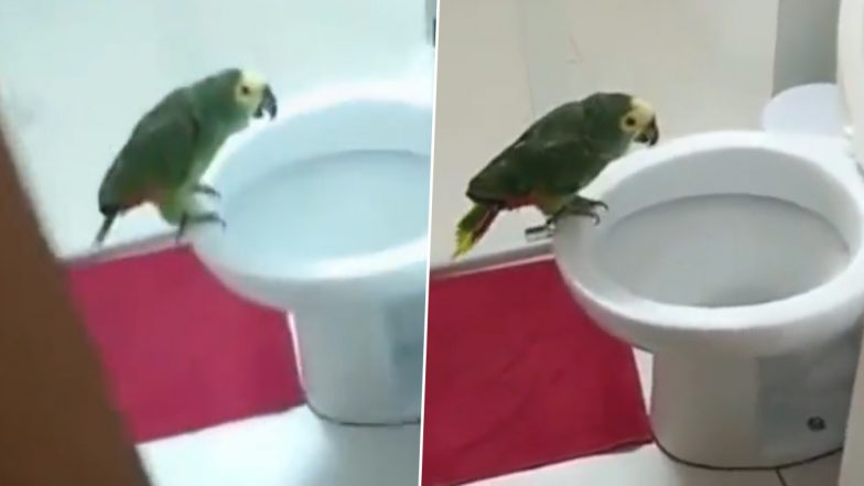 Viral Video: बाथरूम में टॉयलेट सीट पर बैठकर गाना गाने वाले तोते का वीडियो हुआ वायरल, देखकर आप भी हो जाएंगे कायल