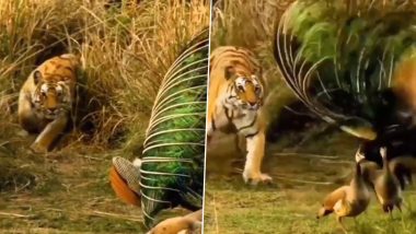 जंगल में पंख फैलाकर नाच रहा था मोर, पीछे से शेर ने अचानक कर दिया हमला, फिर जो हुआ… (Watch Viral Video)