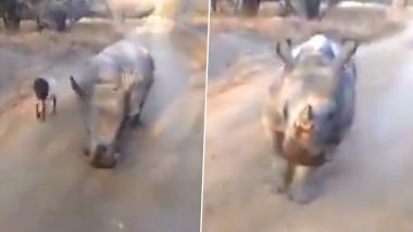 जब बकरी की नकल उतारने लगा भारी भरकम बेबी राइनो, दोनों के बीच की मस्ती ने जीता लोगों का दिल (Watch Viral Video)
