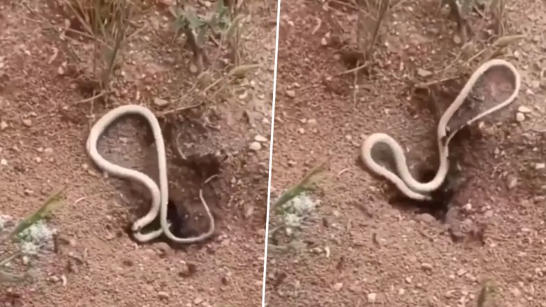 शिकार की तलाश में चीटियों के बिल में घुसा सांप, लेकिन नागराज का हुआ ऐसा हाल कि… (Watch Viral Video)