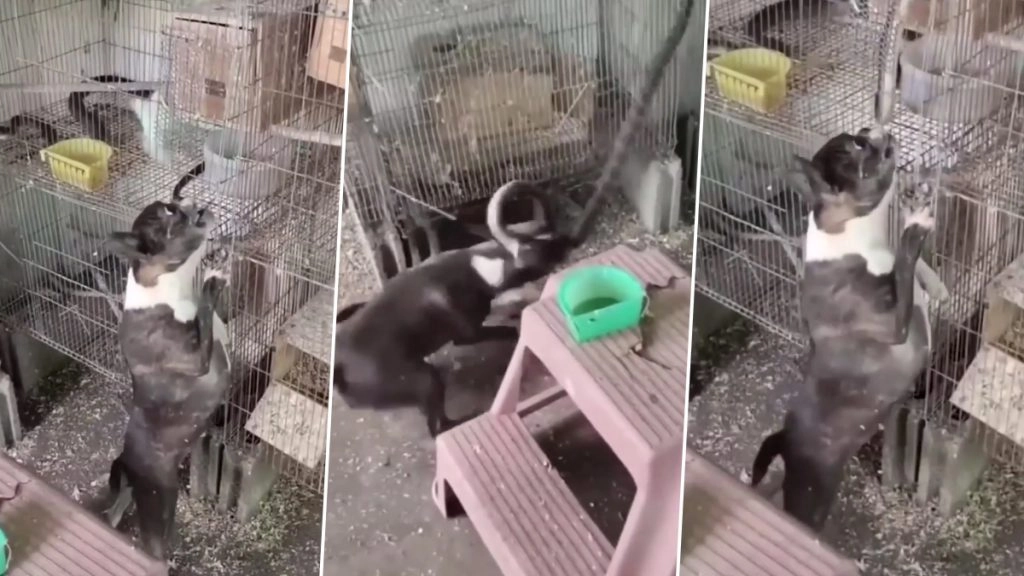 Viral Video: खतरनाक सांप ने घर में घुसकर पक्षियों को बनाया निशाना, पालतू कुत्ते ने ऐसे सिखाया सबक