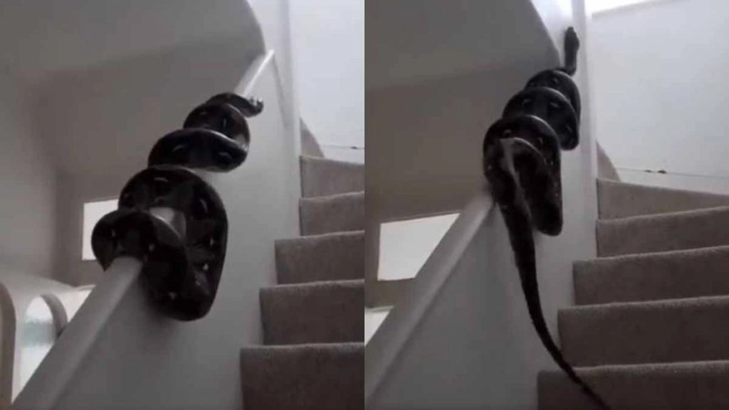 इमारत में अनोखे अंदाज में सीढ़ी पर ऊपर की तरफ जाता दिखा विशालकाय अजगर, हैरान करने वाला वीडियो वायरल