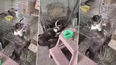 Viral Video: खतरनाक सांप ने घर में घुसकर पक्षियों को बनाया निशाना, पालतू कुत्ते ने ऐसे सिखाया सबक