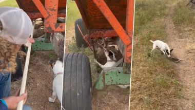 Viral Video: मशीन में छुपे सांप को कुत्ते ने घसीटकर निकाला बाहर, फिर जो हुआ… वीडियो देख हो जाएंगे हैरान