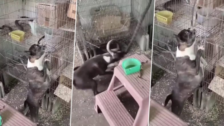 Viral Video: खतरनाक सांप ने घर में घुसकर पक्षियों को बनाया निशाना, पालतू कुत्ते ने ऐसे सिखाया सबक
