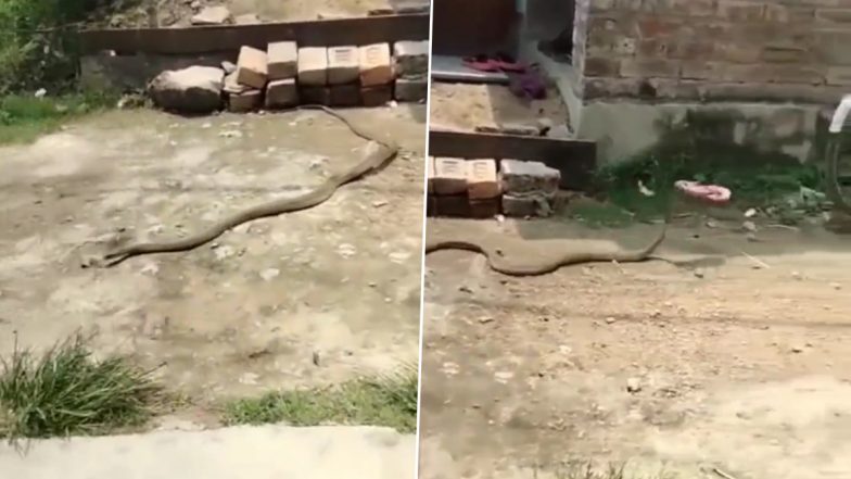 सांप ने की चोरी! चप्पल मुंह में दबाकर भागते नागराज का वीडियो हुआ वायरल, देखकर आप भी रह जाएंगे दंग (Watch Viral Video)