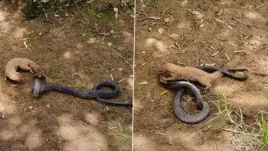 King Cobra Vs Mongoose: किंग कोबरा और नेवले के बीच हुई खूनी लड़ाई, वायरल वीडियो में देखें क्या हुआ इस जंग का अंजाम