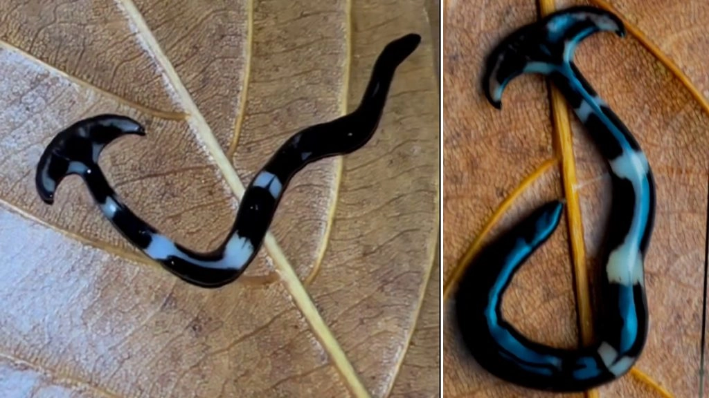 हैमरहेड शार्क की तरह दिखने वाले अजीबो-गरीब जीव का वीडियो हुआ वायरल, देखकर चकरा जाएगा आपका दिमाग