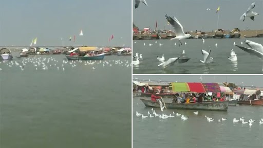 UP: प्रयागराज में त्रिवेणी संगम में बड़ी संख्या में देखें जा रहे हैं प्रवासी साइबेरियन पक्षी, देखें वीडियो