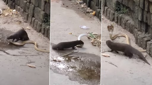 Nevla Aur Cobra Ki Ladai: नेवले और कोबरा की हुई जानलेवा लड़ाई, 5 मिनट का वीडियो देख दंग रह जाएंगे आप