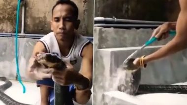 Man Bathing Cobra: विशाल किंग कोबरा को शैम्पू लगाकर नहलाते शख्स का क्लिप वायरल, देखें भयानक वीडियो