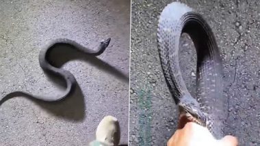 Snake Video: सांप को बार- बार तंग कर रहा था शख्स, गुस्से में काटकर किया खून- खून, देखें वीडियो
