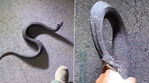 Snake Video: सांप को बार- बार तंग कर रहा था शख्स, गुस्से में काटकर किया खून- खून, देखें वीडियो