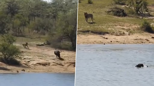 Video: शेर से बचने के लिए पानी में कूदा भैंसा, नदी में मगरमच्छ ने कर दिया अटैक, देखें वीडियो