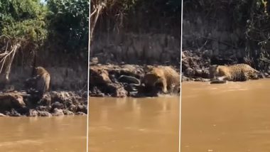 Viral Video: नदी से पानी पी रहे तेंदुए पर अजगर ने किया हमला, उसके बाद जो हुआ...देखें वीडियो