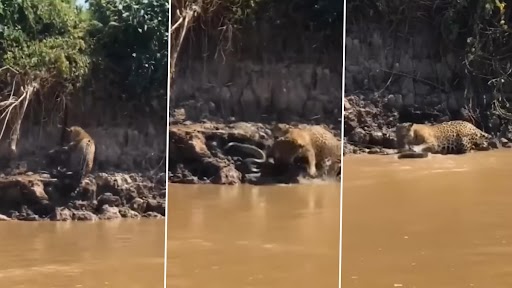 Viral Video: नदी से पानी पी रहे तेंदुए पर अजगर ने किया हमला, उसके बाद जो हुआ...देखें वीडियो
