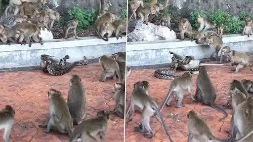 Video: बंदर का दम घोटकर उसे निगलने की कोशिश कर रहा था अजगर, दोस्तों ने ऐसे बचाया