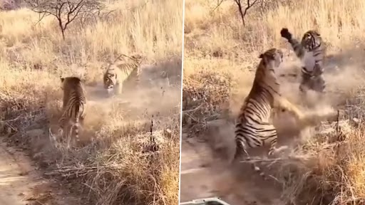 Viral Video: दो बाघों के बीच घातक लड़ाई का यह क्लिप आपके रोंगटे खड़े कर देगा, देखें वीडियो