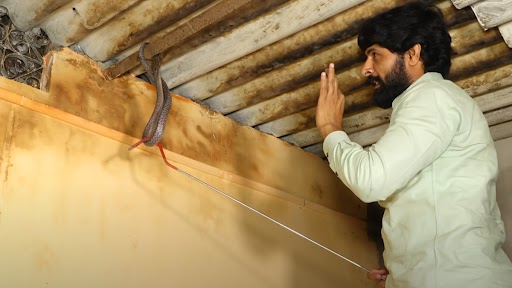 Snake Video: घर की छत के अंदर जाकर छिपी थी खतरनाक नागिन, सर्प मित्र ने ऐसे किया रेस्क्यू