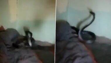 Snake in Bed: शख्स की रजाई में घुस गया था किंग कोबरा, उसके बाद जो हुआ...देखें वीडियो