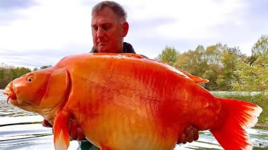 World's Largest Goldfish? फ्रांस में मिली दुनिया की सबसे विशाल गोल्ड फिश, रिकॉर्ड बुक दर्ज करने की संभावना! देखें तस्वीर