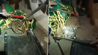 Leopard In Nashik: नासिक में घर में घुसा तेंदुआ, दहशत में लोग, वन विभाग ने पकड़ा