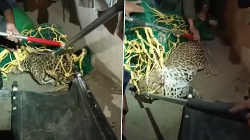 Leopard In Nashik: नासिक में घर में घुसा तेंदुआ, दहशत में लोग, वन विभाग ने पकड़ा