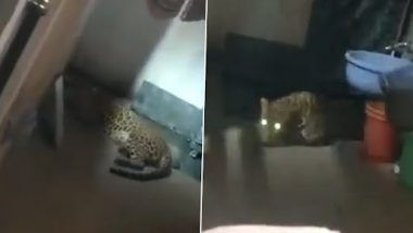 Leopard Entered in House: नाशिक के एक घर में घुसकर बैठा था तेंदुआ, वन विभाग अधिकारियों ने किया रेस्क्यू