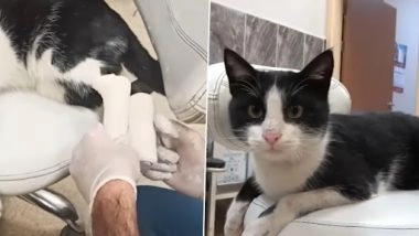 Video: घायल आवारा बिल्ली तुर्की में अपने आप मदद मांगने अस्पताल पहुंचती, डॉक्टर से करवाई पट्टी, देखें वीडियो