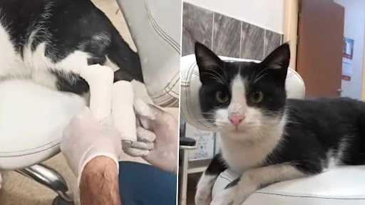 Video: घायल आवारा बिल्ली तुर्की में अपने आप मदद मांगने अस्पताल पहुंचती, डॉक्टर से करवाई पट्टी, देखें वीडियो