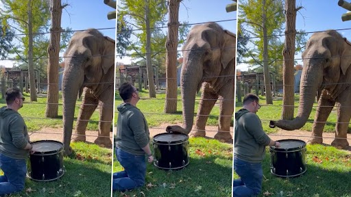 Viral Video: हाथी ने अपनी सूंड से बहुत ही क्यूट अंदाज़ में बजाया ढोल, वीडियो ने जीता नेटिज़न्स का दिल