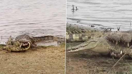 मगरमच्छ ने बच्चे से की लड़ाई, उसके बाद उसे बना लिया निवाला, देखें वीडियो