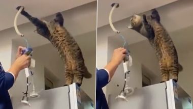Electrician Cat: अपने मालिक की मदद के लिए बिल्ली बनी इलेक्ट्रीशियन, देखें क्यूट वीडियो