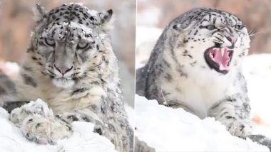 Snow Leopard: आराम फरमाते हिम तेंदुआ कैमरे में कैद, वीडियो देख हो जाएंगे मंत्रमुग्ध