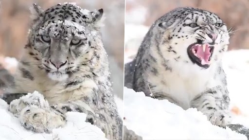 Snow Leopard: आराम फरमाते हिम तेंदुआ कैमरे में कैद, वीडियो देख हो जाएंगे मंत्रमुग्ध