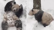 Viral Video: बर्फ में खेलते हुए इस क्यूट पांडा का क्लिप वायरल, वीडियो देख चेहरे पर आ जाएगी मुस्कान