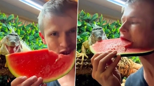 शख्स ने पालतू इगुआना के साथ तरबूज किया शेयर, नेटिजंस को आई घिन, देखें वीडियो