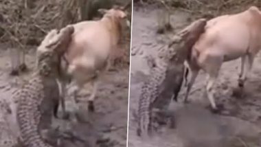 Viral Video: नदी का पानी पीने वाली गाय पर मगरमच्छ ने किया हमला, उसके बाद क्या हुआ...देखें वीडियो