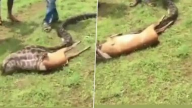 Python Swallowed Deer: देखते-ही देखते चंद स्केंड्स में अजगर ने निगला पूरा हिरन, देखें भयनक वीडियो